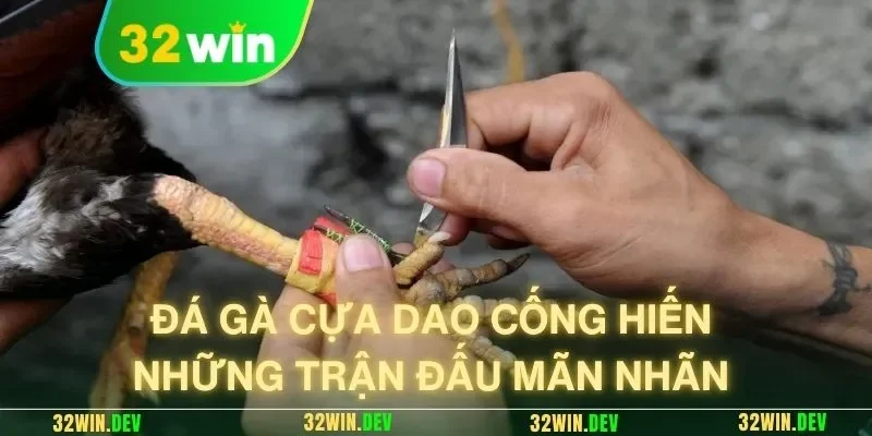 Đá gà cựa dao cống hiến những trận đấu mãn nhãn