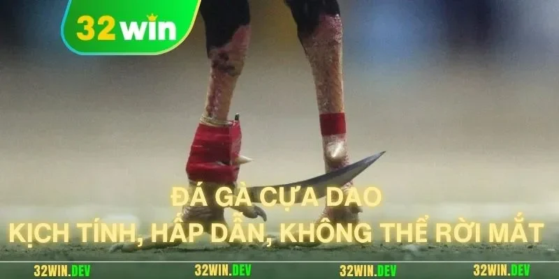 đá gà cựa dao