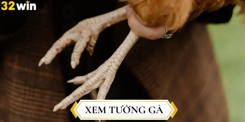 Xem tướng gà đá có ý nghĩa như thế nào